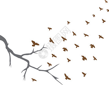 飞鸟立交桥自由翅膀插图动物群鸬鹚收藏鸟类移民白色图片