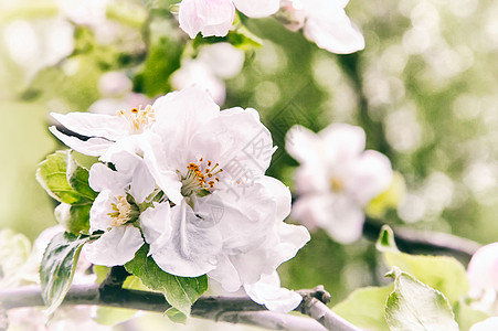 开花苹果树的分支 在绿色花园的背景上雌蕊宏观高度花瓣叶子白色绿色粉色脆弱性花园图片