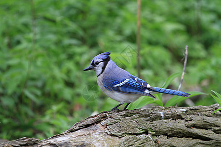 蓝鸟栖息鸣禽黑色波峰动物林地鸟类荒野树木森林图片