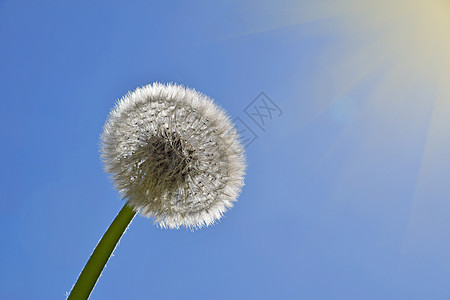 白花朵在清蓝的天空和阳光之上羽毛白色季节植物绿色种子射线太阳生长植物群图片