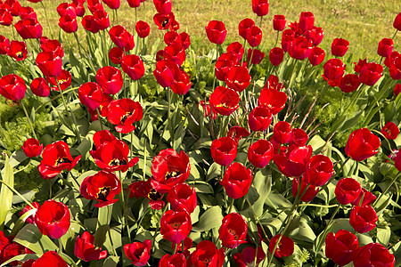 乐园中的郁金花园红色花朵绿色力量植物群花坛草地图片