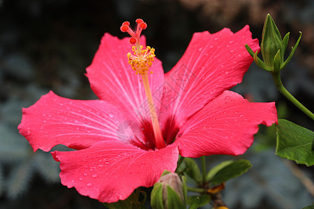 Hibisus 红花图片