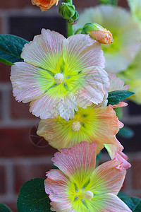 粉红冬花花花束植物异国植物群柱头香水热带生活花丝花药图片