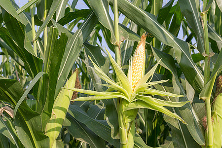 特写玉米在尾随的玉米棒子营养内核饮食农场场地蔬菜植物粮食玉米芯图片