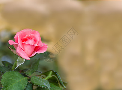 粉红玫瑰花花女性化园艺日光玫瑰发芽树叶绿色花园粉色花瓣图片