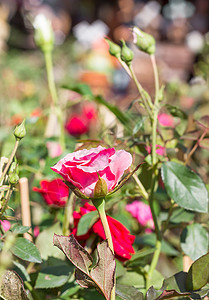 花园中的粉红玫瑰植物学粉色花瓣玫瑰香味园艺香水植物图片