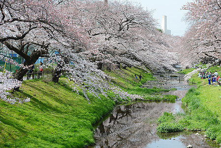 东京附近的萨库拉粉色天空植物白色蓝色花园季节绿色图片