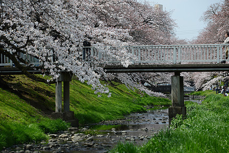 三川樱花花植物天空绿色季节粉色花园蓝色白色图片