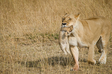 嘴里塞着幼崽的狮子座哺乳动物动物母亲环境驾驶猫科动物游戏野生动物捕食者马赛人图片
