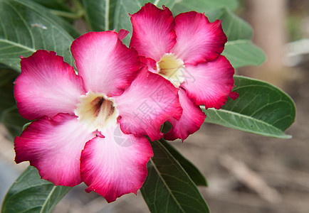 热带地区两朵粉红色的zalea花朵和美丽的鲜花图片
