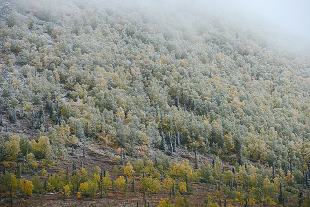 以阿拉斯加雪为单位白色荒野天气森林图片