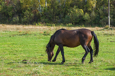 山地牧场的马匹蓝色牧场天堂动物森林团体草地农村马术农场图片