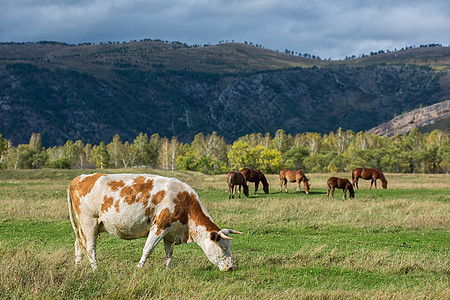 牧牛山牧场爬坡天空蓝色草地风景草原哺乳动物动物环境村庄图片