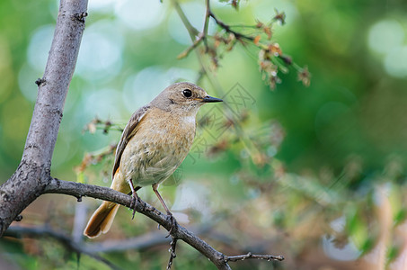鸟儿坐在树枝上栖息横幅棕色绿色文本橙子黄色女性翅膀白色图片