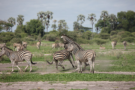非洲热带草原野生动物照片 博茨瓦纳哺乳动物白色马赛马拉黑色地标条纹团体公园毛皮图片