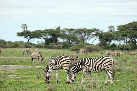 非洲热带草原野生动物照片 博茨瓦纳大草原团体黑色条纹荒野白色哺乳动物马赛地标毛皮图片
