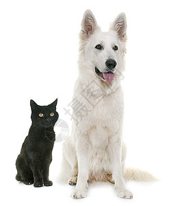 白瑞士牧羊犬和黑猫图片
