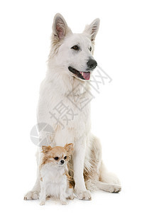 白瑞士牧狗和吉瓦华背景图片