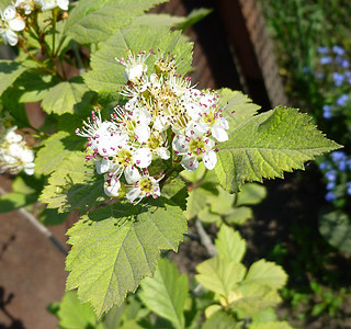 Hawthorn Crataegus 单毛枝花图片