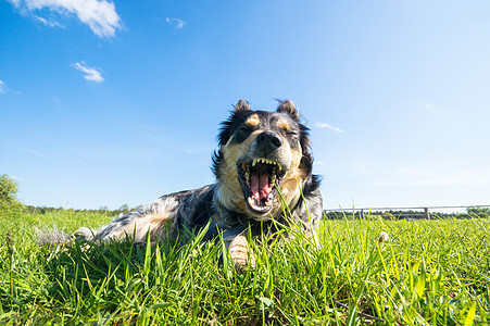 有趣的狗动物哺乳动物小狗斗牛犬情感姿势伴侣头发宠物朋友图片