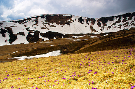 春天 夏天 山林都布满一地毯美容的花毯薄雾日落季节公园旅行顶峰太阳野生动物植物群红花图片