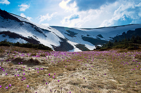 春天 夏天 山林都布满一地毯美容的花毯天气野生动物藏红花季节顶峰阳光生态太阳植物植物群图片