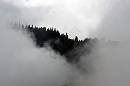 有浓雾的惊人山地景观 喀尔巴阡山脉日出环境天气阴霾场景季节森林全景生态风景图片