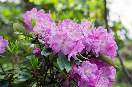 粉红色的花朵 罗多登顶端隆起蕾丝植物紫色衬套紫丁香花园植物学叶子植物群宏观图片