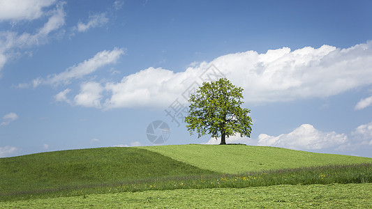 山上孤单的树草地农业多云晴天蓝色场地孤独绿色季节土地图片