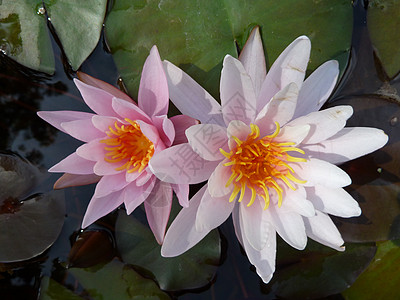 水下百合白色粉色水生植物荷花图片