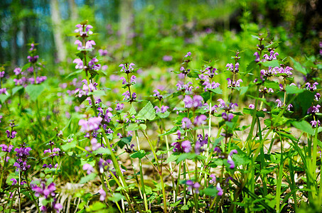 森林中的鲜花和草草公园季节植物植物群植物学紫色绿色花朵花园美丽图片