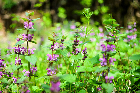 森林中的鲜花和草草花朵植物群白色宏观季节性植物紫色公园叶子美丽图片