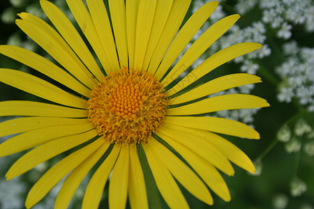 超ron积黄色墙纸美丽花园太阳晴天植物群园艺公园植物图片