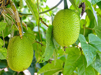 绿色果果藤蔓蔬菜草本植物甜瓜葫芦农场黄瓜花园食物植物图片