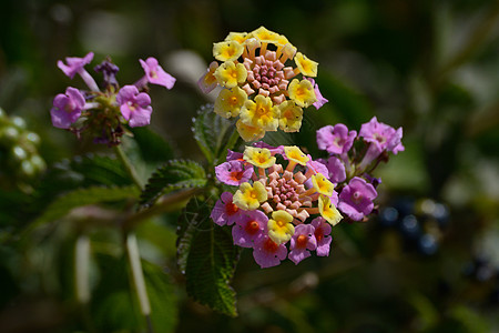 粉和黄色花花植物绿色背景图片