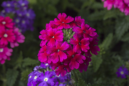 Verbena 花朵接近图片