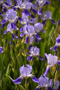 蓝色色花朵闪耀的虹膜泉叶子蓝旗植物团体花瓣场地蓝色花园花朵公园背景