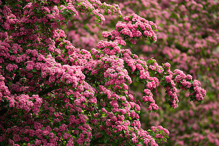 粉红鲜花 粉红色树山楂果园园艺花园植物园太阳植物学王冠花朵植物图片