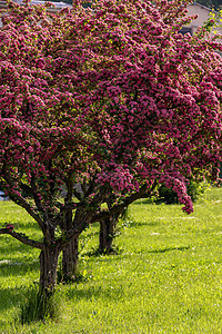 粉红鲜花 粉红色树花朵果园花瓣王冠木头灌木丛季节花园园艺植物园图片