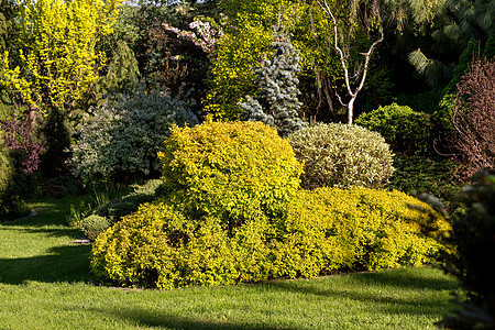 美丽的春天花园设计图小路阳光针叶公园院子树木花朵花园晴天季节图片
