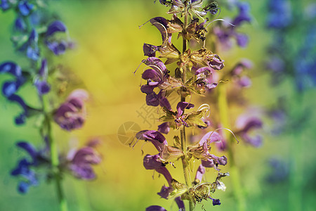 春天时花朵在花园的紫色花朵紫花鸢尾花植物紫罗兰色蓝色旗帜图片