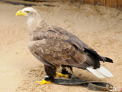 金鹰羽毛力量动物园棕色猎人动物荒野野生动物眼睛图片