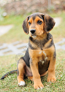 小小鸟形犬类小狗花园棕色宠物友谊猎犬动物舌头哺乳动物图片