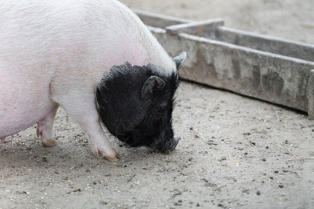 越南猪被吃草了家畜地面母猪白色猪肉农业动物头发农场鼻子图片