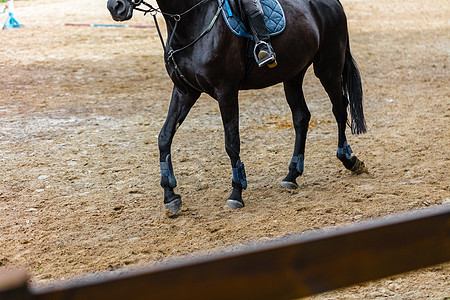 户外培训马匹女骑士动物比赛冠军障碍男人赛车哺乳动物训练骑手图片