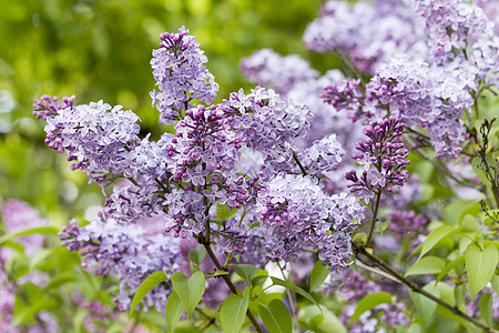 美丽的紫花边 有紫花生长蓝色紫色叶子宏观植物植物学园艺衬套花园图片