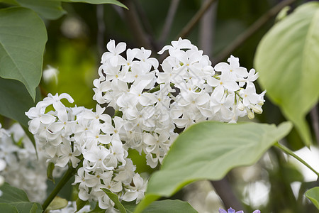 白色花朵的美丽长袍花园叶子衬套礼物生长紫丁香蓝色雌蕊花瓣植物图片