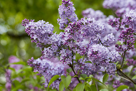 美丽的紫花边 有紫花雌蕊紫色叶子宏观生长蓝色衬套紫丁香植物园艺图片