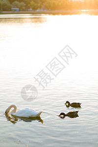 白天鹅和鸭子 在夏天阳光明媚的湖水游泳图片