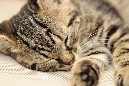 睡觉的小猫动物晶须猫咪宠物黑色眼睛鼻子手表宏观毛皮图片